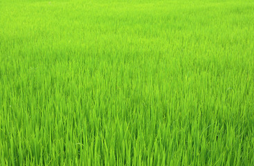 Green rice field.