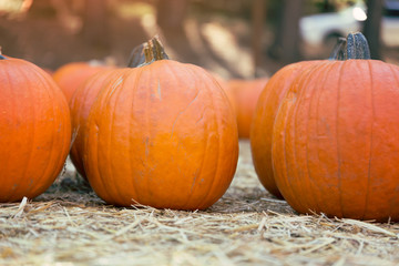Large pumpkins on hay