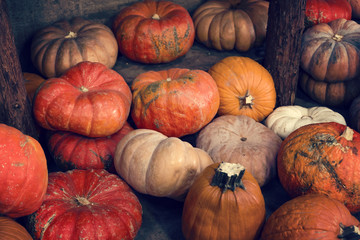 Diverse assortment of pumpkins