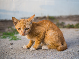 Fototapeta premium stray Cat
