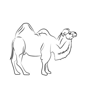 Camel is herbivorous enduring mammal with humps