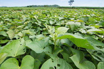 Sweet potato tree at farm