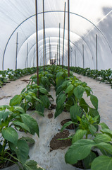 Pepper crops in greenhouse