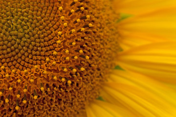 Sunflower close up. Bright yellow sunflowers. Sunflower backgrou