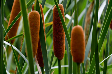 cattails