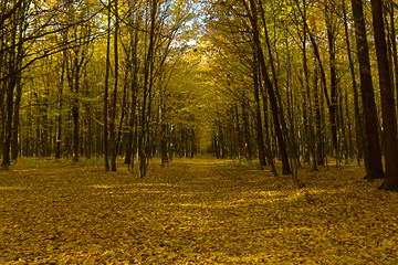 Falls Beauty nature scene. Autumnal Park Autumn Trees Autumn for