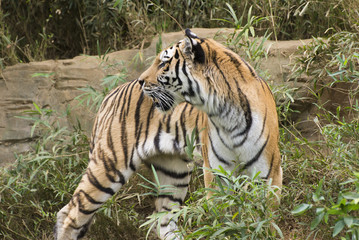 Tiger at the zoo