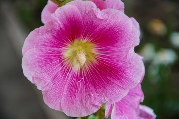 Malva Flower Pink color