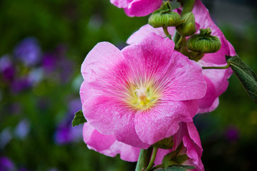 Malva Flower Pink color