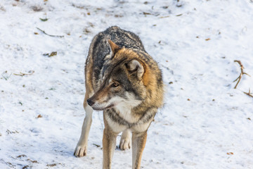 grauer wolf