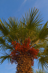 Background of palm tree and palm leafs against the blue sky