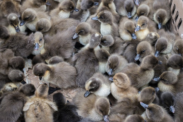 Obraz premium Cute little duckling.