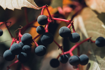 black berries in autumn