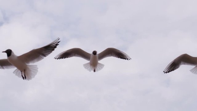 Seagulls Hover Gracefully in the Sky
