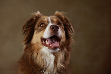 Australian Shepherd im Studio