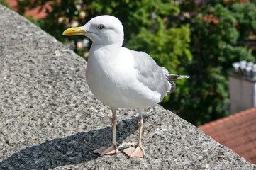 European herring gull