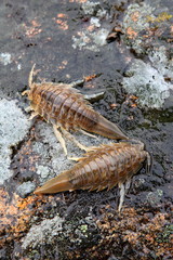 Isopod, Saduria entomon
