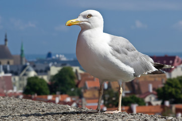 Larus Argentatus