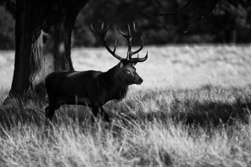 Red deer in Black and white