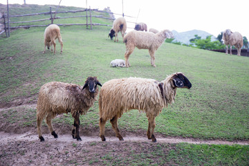 Fototapeta premium two blacknose sheeps on green grass field and sheeps background