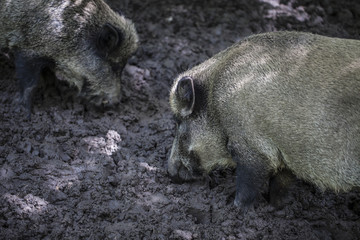 wild rice mud, Bialowieza National Park