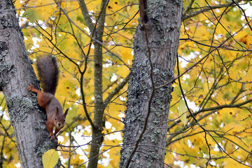 Squirrel staring from tree. Yellow leaves autumn background.
