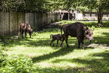 Naklejka na ściany i meble Small bison follows his mother in the Bialowieza National Park
