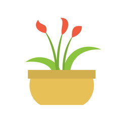 The indoor flower plant