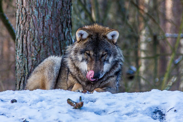grauer wolf