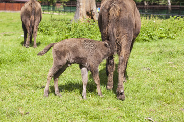 small bison trying to eat food from the mother in the Bialowieza National Park