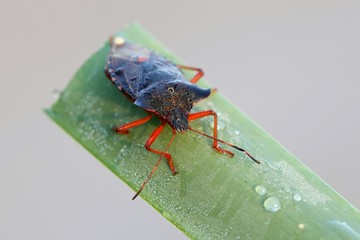 Red-legged Shieldbug, Pentatoma rufipes