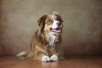 Australian Shepherd im Studio
