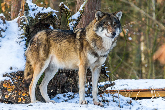 Fototapeta grauer wolf