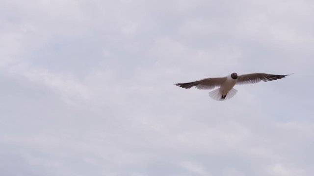 Seagull Over the Coastline