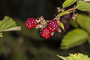 red blackberries growing in nature 