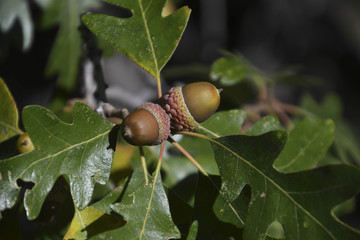 Acorns in Flagstaff