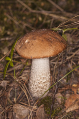 boletus mushroom growing in the forest