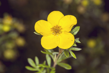 Obraz premium yellow anemone flower in nature 