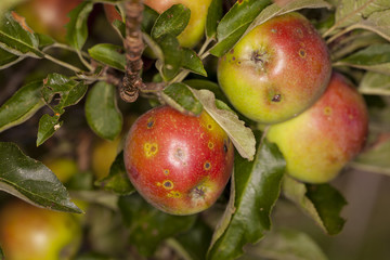 Red apples on apple tree 