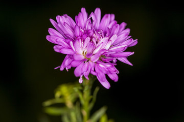 Obraz premium close up of asters flower 