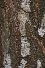 closeup of birch bark, white and gray green