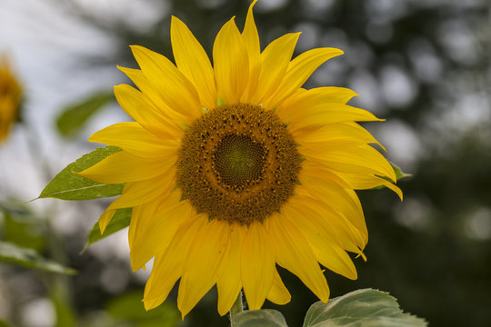 Fototapeta beautiful big yellow sunflower