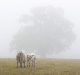 Cow and calf in fog