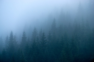 Fir trees in the fog