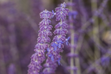 Close-up of inflorescence of lavender
