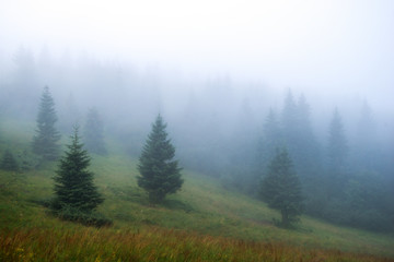 dense fog in the mountains, Spruce in the mist