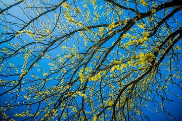 Flowers tree