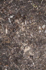 Notched old rotten trunk