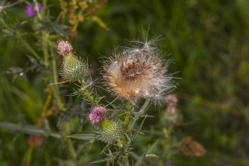 old and new thistle