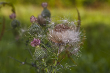 old thistle